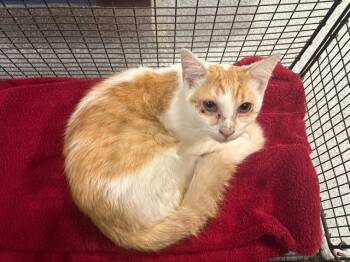 MONTEREY JACK -  Domestic Short Hair Cat for Adoption in Tustin, California - MONTEREY JACK | PetCurious