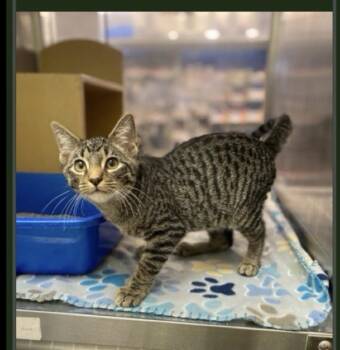 Neo -  Domestic Short Hair Cat for Adoption in Lafayette, Colorado - Neo | PetCurious