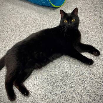 David -  Domestic Short Hair Cat for Adoption in Grand Rapids, Michigan - David | PetCurious