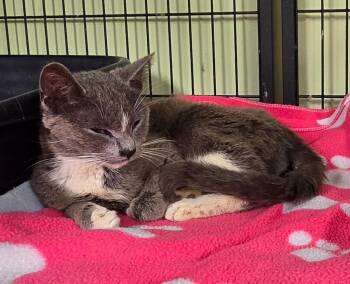 Hot Slim Biscuit -  Domestic Short Hair Cat for Adoption in Auburn, Indiana - Hot Slim Biscuit | PetCurious