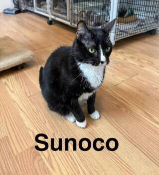 Sunoco -  Domestic Short Hair Cat for Adoption in Millerstown, Pennsylvania - Sunoco | PetCurious