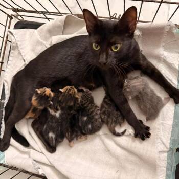 Elphaba & kids -  Domestic Short Hair Cat for Adoption in Harlingen, Texas - Elphaba & Kids | PetCurious