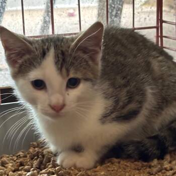 Guacamole -  Domestic Short Hair Cat for Adoption in Inwood, West Virginia - Guacamole | PetCurious