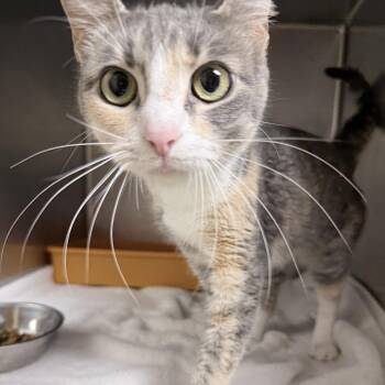 Domestic Short Hair Cats Available for Adoption - Elsa | PetCurious