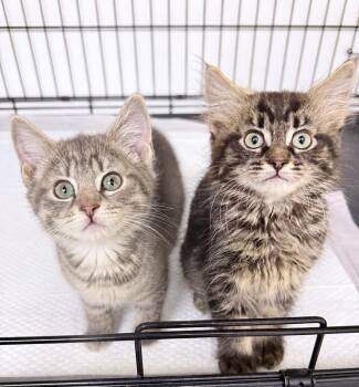 Domestic Long Hair Cats Available for Adoption in Philadelphia, Pennsylvania - Jasper And Jagger | PetCurious