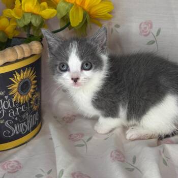 Russian Blue and Chartreux Cats Available for Adoption in Mount Vernon, Illinois - Taylor | PetCurious