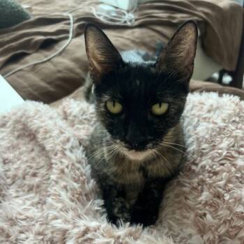 Rescue Domestic Short Hair Cats for Adoption in Los Angeles, California - Hollow | PetCurious