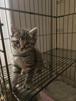 Strippy Girl -  Domestic Short Hair Cat for Adoption in Lancaster, California - Strippy Girl | PetCurious