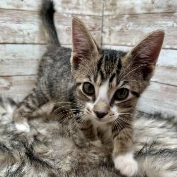 Raspberry -  Domestic Short Hair Cat for Adoption in Lexington, Kentucky - Raspberry | PetCurious