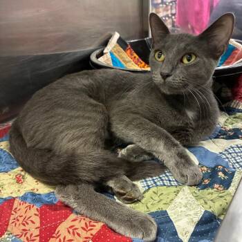 Dolly -  Domestic Short Hair Cat for Adoption in NEW PT RICHEY, Florida - Dolly | PetCurious