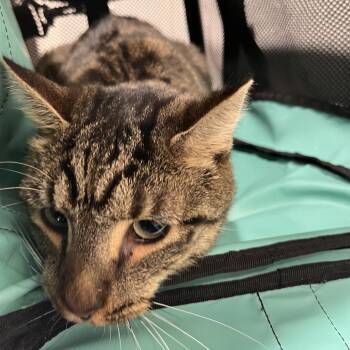 Franklyn -  Domestic Short Hair Cat for Adoption in Tampa, Florida - Franklyn | PetCurious