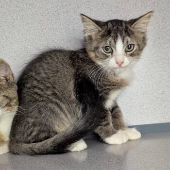 Snapdragon -  Domestic Short Hair Cat for Adoption in Evansville, Indiana - Snapdragon | PetCurious