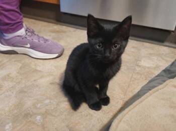 Domestic Short Hair Cats Available for Adoption in Candler, North Carolina - Cabana | PetCurious