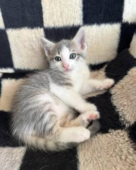 Rescue Domestic Short Hair Cats for Adoption in Deltona, Florida - 5 Kittens | PetCurious