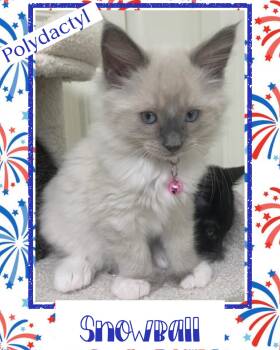 Snowball -  Extra Toes Cat Hemingway Polydactyl Cat for Adoption in Pasco, Washington - Snowball | PetCurious