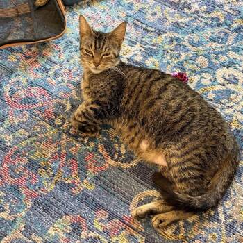 Domestic Short Hair Cats Available for Adoption in Philadelphia, Pennsylvania - Watermelon | PetCurious