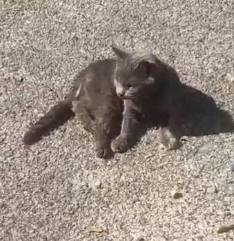 Smurfette -  Russian Blue Cat for Adoption in Cromwell, Kentucky - Smurfette | PetCurious