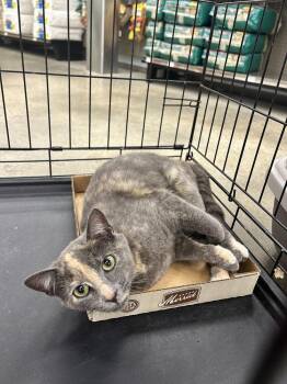 Domestic Short Hair and Calico Cats Available for Adoption - Moana | PetCurious