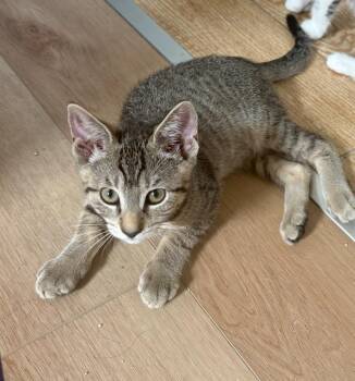 Apollo -  Domestic Short Hair and Tabby Cat for Adoption in Brentwood, California - Apollo | PetCurious