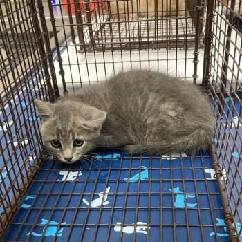 Stu Macher -  Domestic Short Hair Cat for Adoption in Galveston, Texas - Stu Macher | PetCurious