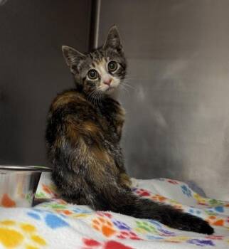 Libby -  Domestic Short Hair Cat for Adoption in Black Eagle, Montana - Libby | PetCurious