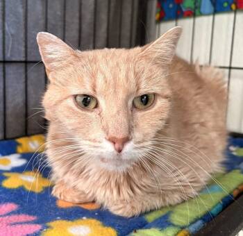 Clemmy -  Domestic Short Hair Cat Available for Adoption in Cumberland, Maine - Clemmy | PetCurious