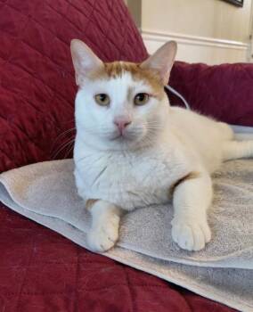 Ziko -  Domestic Short Hair Cat for Adoption in Pittsburgh, Pennsylvania - Ziko | PetCurious