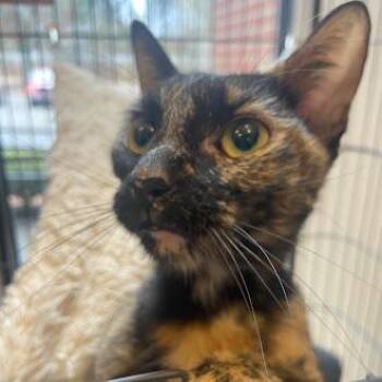 Rescue Domestic Short Hair Cats for Adoption in Germantown, Tennessee - Rolo | PetCurious