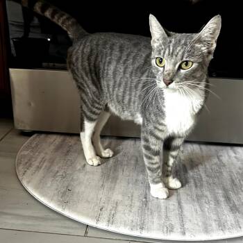 Domestic Short Hair Cats Available for Adoption in Long Beach, California - Fana | PetCurious