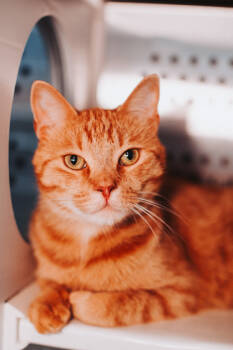 Rescue Domestic Short Hair Cats for Adoption in North Charleston, South Carolina - 89300a Will- Pounce Cat Cafe | PetCurious