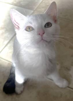 Rescue Domestic Short Hair Cats for Adoption in Boston, Massachusetts - Bria | PetCurious