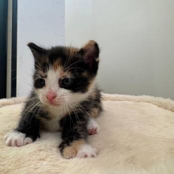 Domestic Short Hair Cats Available for Adoption in Fort Lauderdale, Florida - Mookie | PetCurious