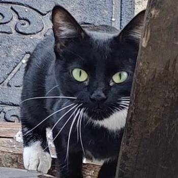 Domestic Short Hair Cats Available for Adoption in Layton, Utah - Poppy | PetCurious