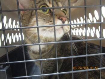 Jessie(697) -  Domestic Short Hair Cat for Adoption in Marietta, Georgia - Jessie(697) | PetCurious