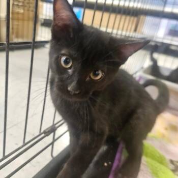 Craig -  Domestic Short Hair Cat for Adoption in Grantsville, Utah - Craig | PetCurious