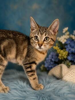 Yellow -  Domestic Short Hair Cat for Adoption in Detroit, Michigan - Yellow | PetCurious