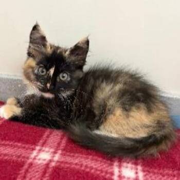 Astrild -  Domestic Long Hair Cat for Adoption in Denver, Colorado - Astrild | PetCurious