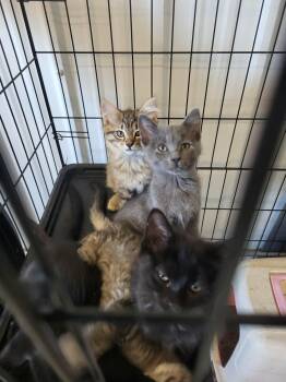 Gronk -  Domestic Short Hair Cat for Adoption in Detroit Lakes, Minnesota - Gronk | PetCurious