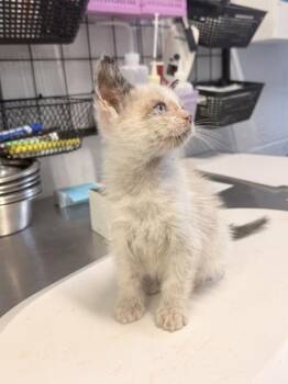 Kid Flash -  Domestic Short Hair Cat for Adoption in Mobile, Alabama - Kid Flash | PetCurious
