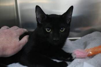 Flint Lockwood -  Domestic Short Hair Cat for Adoption in Brunswick, Georgia - Flint Lockwood | PetCurious