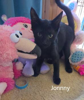 Johnny -  Domestic Short Hair Cat for Adoption in Oviedo, Florida - Johnny | PetCurious