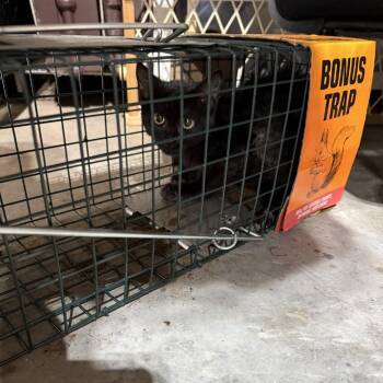 Faygo -  Domestic Short Hair Cat for Adoption in Columbus, North Carolina - Faygo | PetCurious