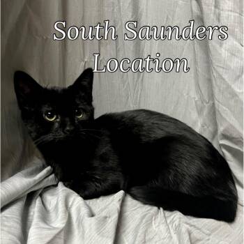 Rescue Domestic Short Hair Cats for Adoption in Raleigh, North Carolina - Prometheus | PetCurious