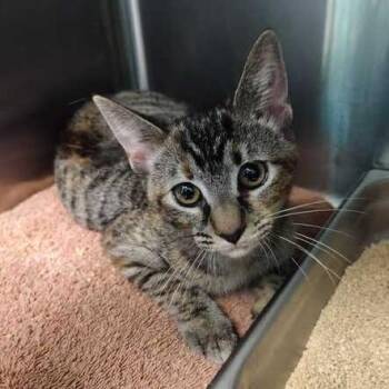 Winona -  Domestic Short Hair Cat for Adoption in Davenport, Iowa - Winona | PetCurious
