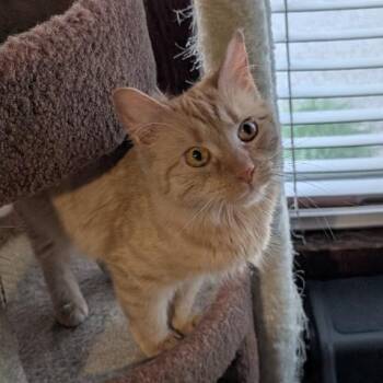 Domestic Medium Hair Cats Available for Adoption in Reisterstown, Maryland - Natalie | PetCurious