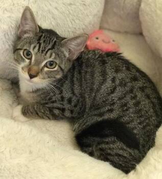 Willow - PSP Foster Home -  Domestic Short Hair Cat for Adoption in Oakland Park, Florida - Willow - PSP Foster Home | PetCurious