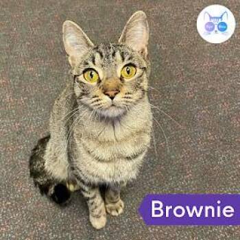 Rescue Domestic Short Hair Cats for Adoption in Penfield, New York - Brownie | PetCurious