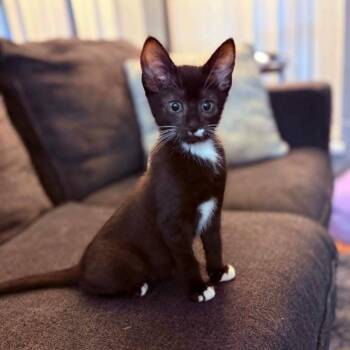 British -  Domestic Short Hair Cat for Adoption in Abbotsford, British Columbia - British | PetCurious