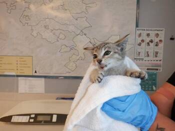 CITRUS -  Domestic Short Hair Cat for Adoption in San Jose, California - CITRUS | PetCurious