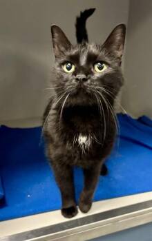 MARCELINE -  Domestic Short Hair Cat for Adoption in Kalamazoo, Michigan - MARCELINE | PetCurious
